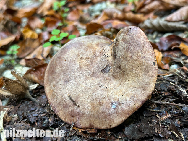 Gezonter Violettmilchling, Lactarius violascens