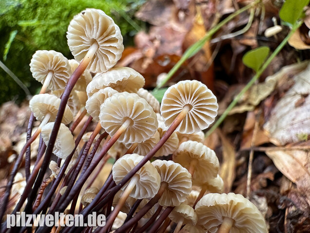 Halsbandschwindling, Marasmius rotula
