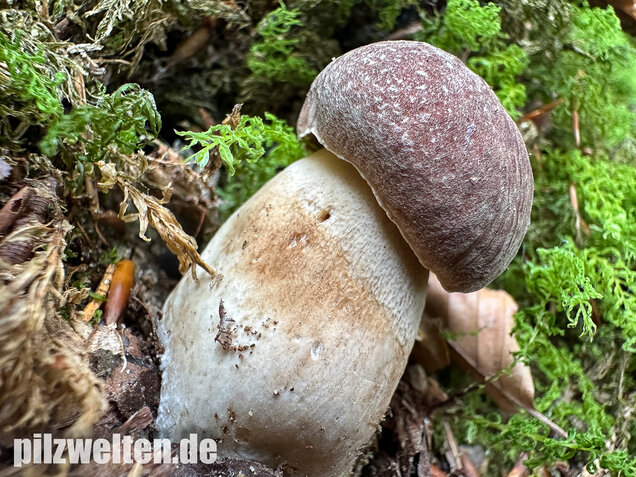 Kiefernsteinpilz, Rothütiger Steinpilz, Boletus pinophilus