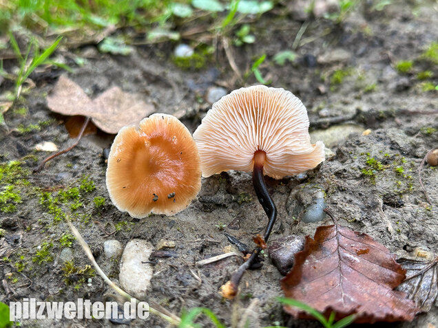 Kohlstinkschwindling, Gymnopus brassicolens