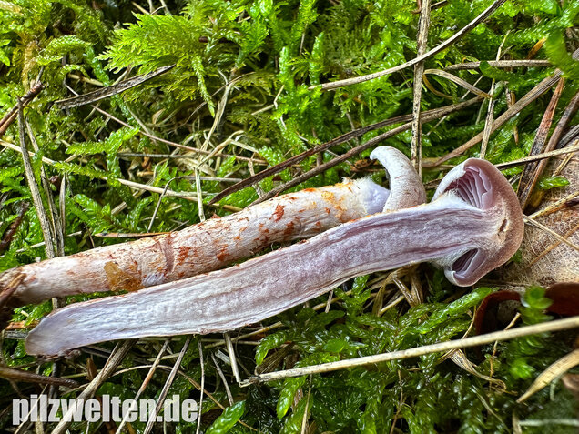 Kupferschuppiger Dickfuß, Cortinarius spilomeus