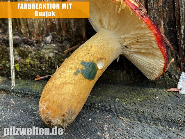 Lederstieltäubling, Russula viscida