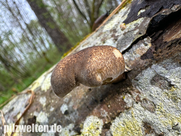 Maiporling, Bewimperter Stielporling, Lentinus substrictus