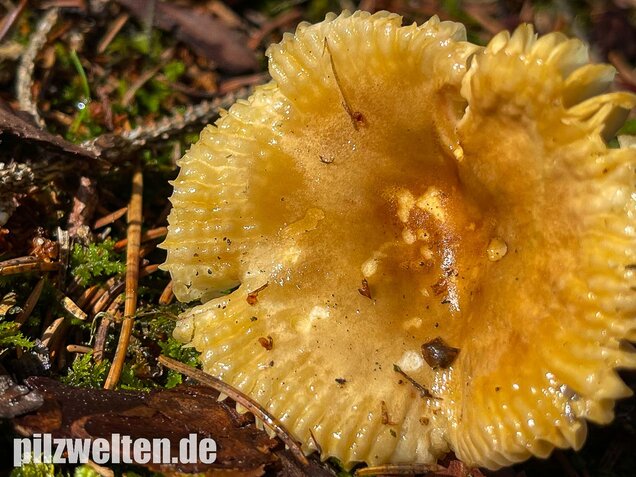 Milder Wachstäubling, Mädchentäubling, Russula puellaris