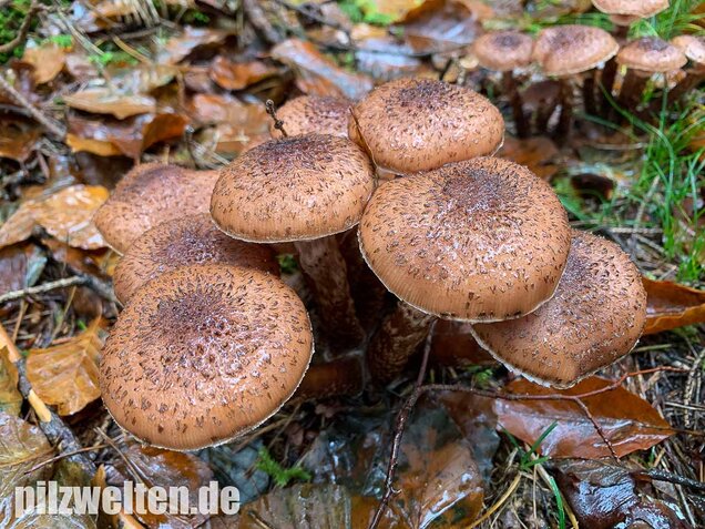 Nadelholzhallimasch, Armillaria ostoyae