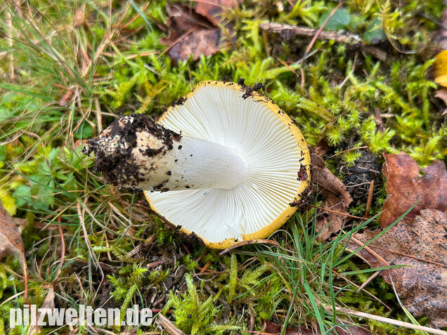Ockergelber Täubling, Zitronentäubling, Russula ochroleuca
