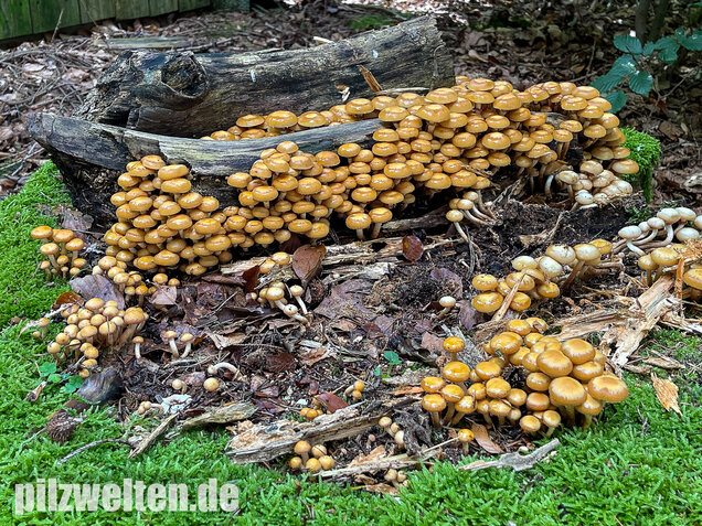 Stockschwämmchen, Kuehneromyces mutabilis