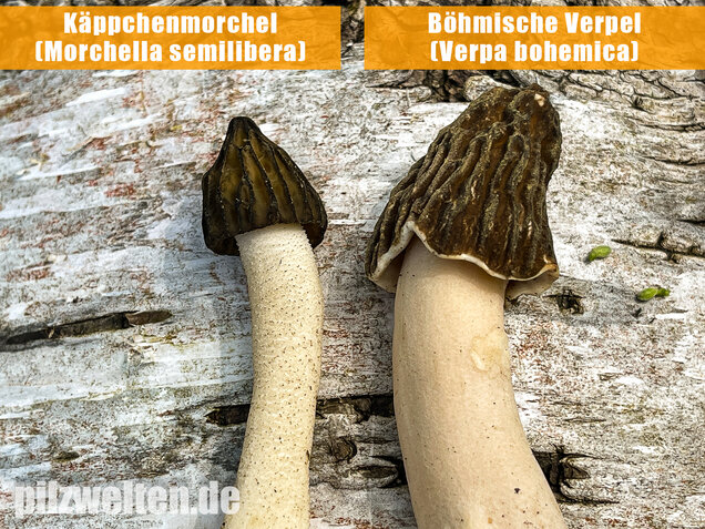 Böhmische Verpel, Verpa bohemica