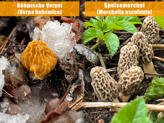 Böhmische Verpel, Verpa bohemica