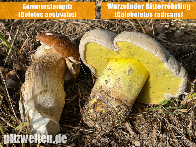 Wurzelnder Bitterröhrling, Caloboletus radicans