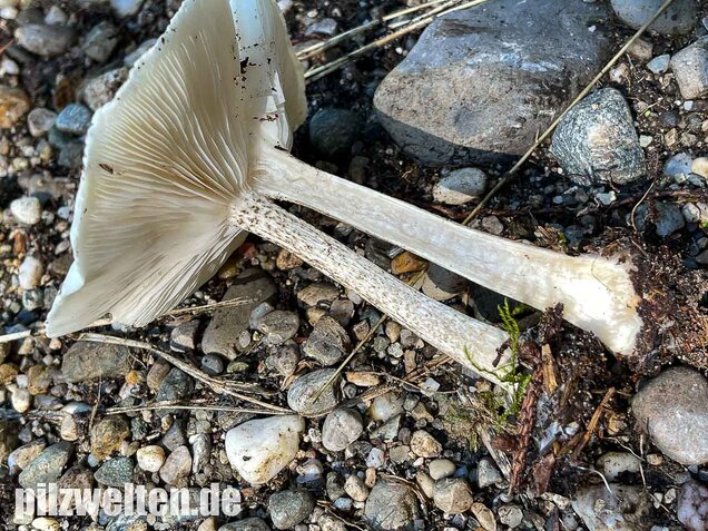 Raustielweichritterling, Melanoleuca verrucipes