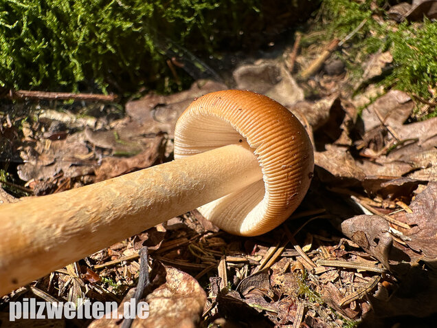 Rotbrauner Scheidenstreifling, Amanita fulva
