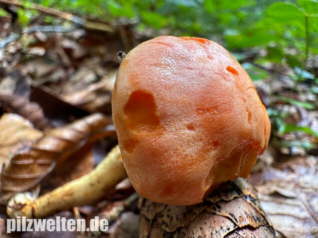 Safranroter Schüppling, Safranschüppling, Pyrrhulomyces astragalinus