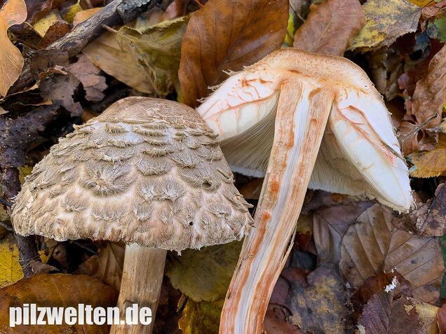 Olivbrauner Safranschirmling, Wald-Safranschirmling, Chlorophyllum olivieri