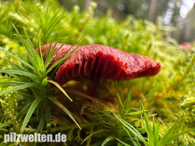 Blutroter Hautkopf, Bluthautkopf, Cortinarius sanguineus