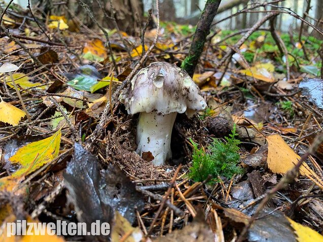 Schneeritterling, Tricholoma portentosum