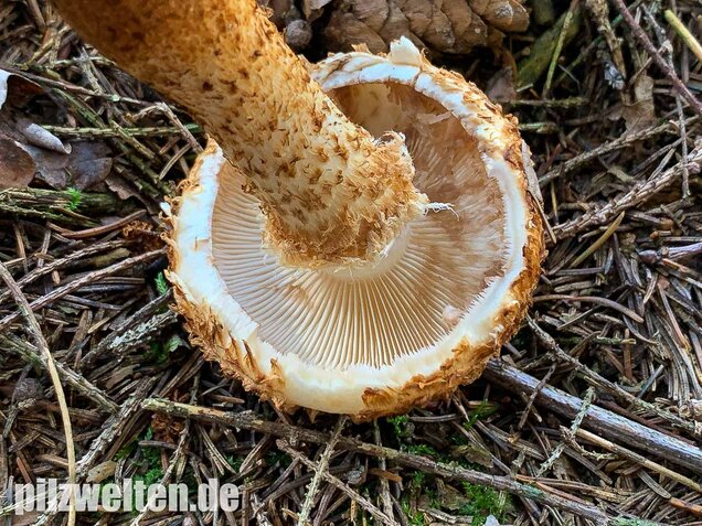 Sparriger Schüppling, Pholiota squarrosa