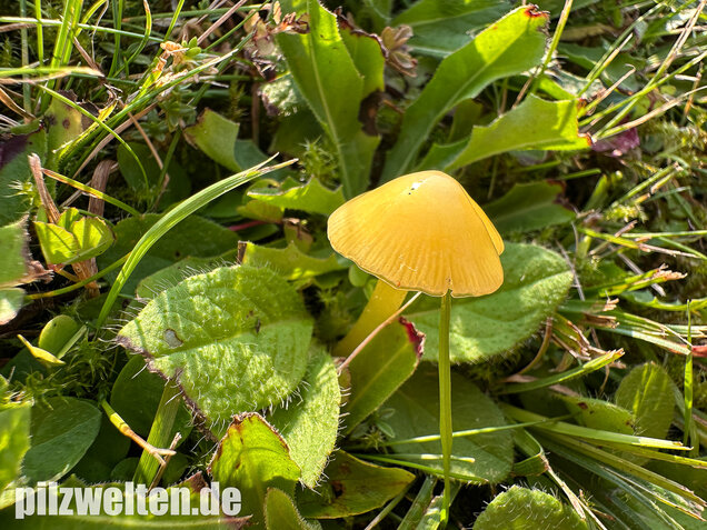 Safrangelber Saftling, Hygrocybe acutoconica
