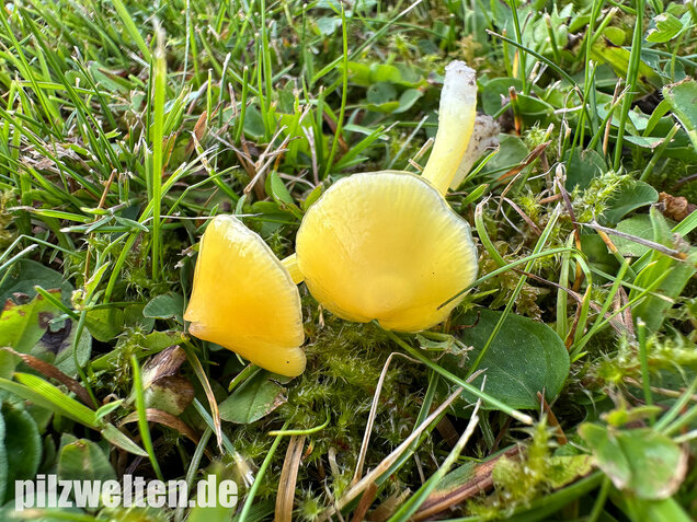 Safrangelber Saftling, Hygrocybe acutoconica