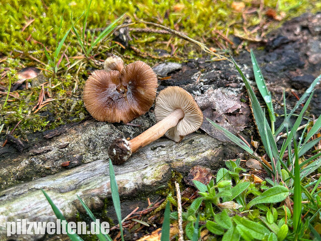 Rübenfüßiger Risspilz, Inocybe napipes