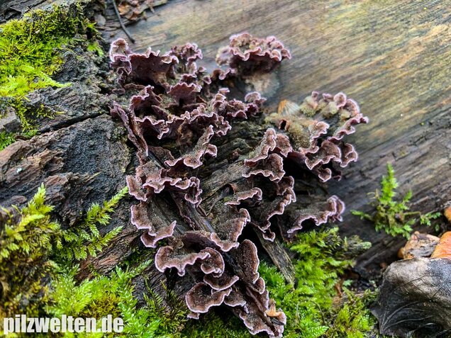 Violetter Knorpelschichtpilz, Chondrostereum purpureum