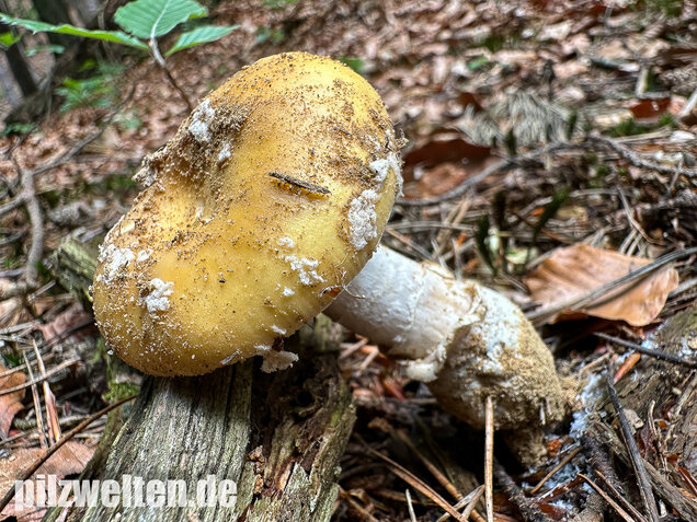 Narzissengelber Knollenblätterpilz, Amanita gemmata