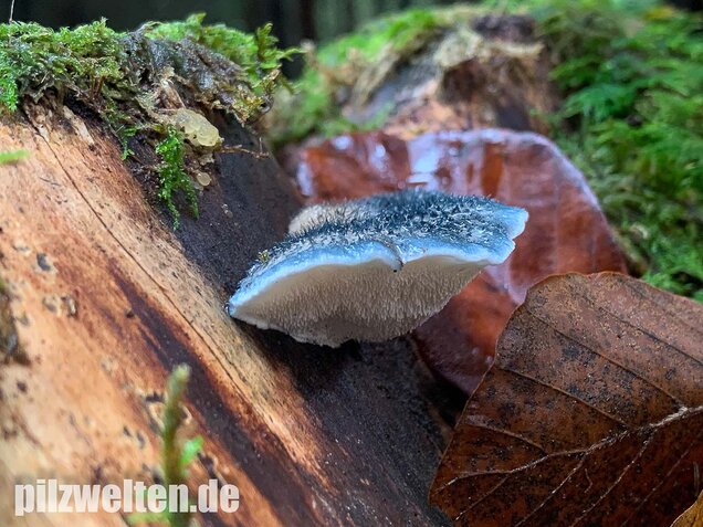 Blauender Saftporling, Postia caesia