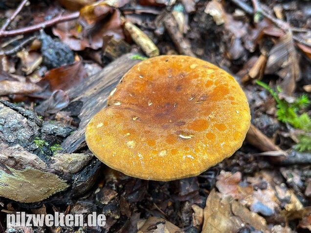 Brauner Afterleistling, Hygrophoropsis rufa