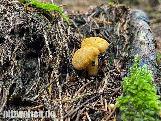 Echter Pfifferling, Cantharellus cibarius