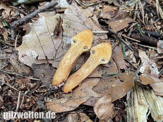 Filziger Gelbfuß, Chroogomphus helveticus