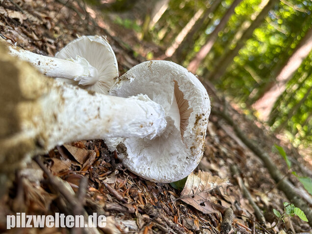 Fransiger Wulstling, Amanita strobiliformis