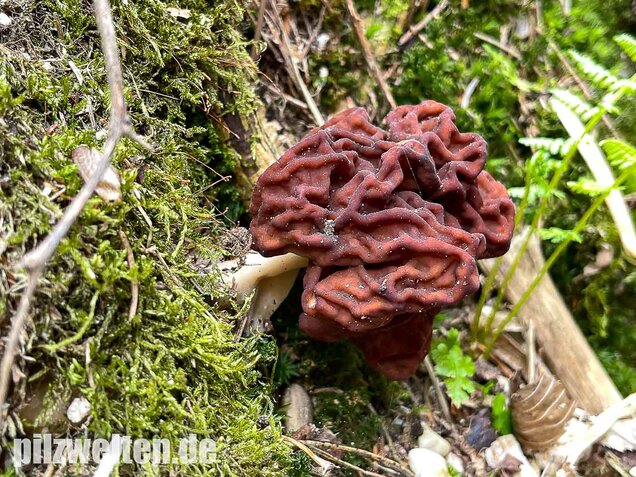 Frühjahrslorchel, Giftlorchel, Gyromitra esculenta