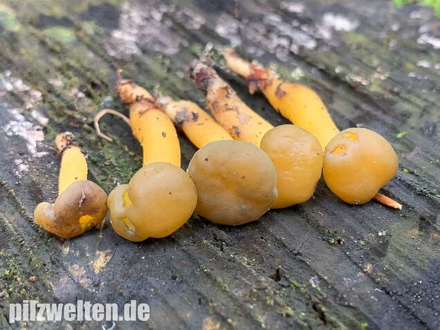 Gallertkäppchen, Leotia lubrica