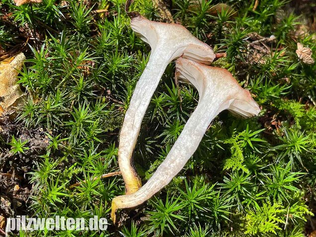 Gefleckter Gelbfuß, Gomphidius maculatus