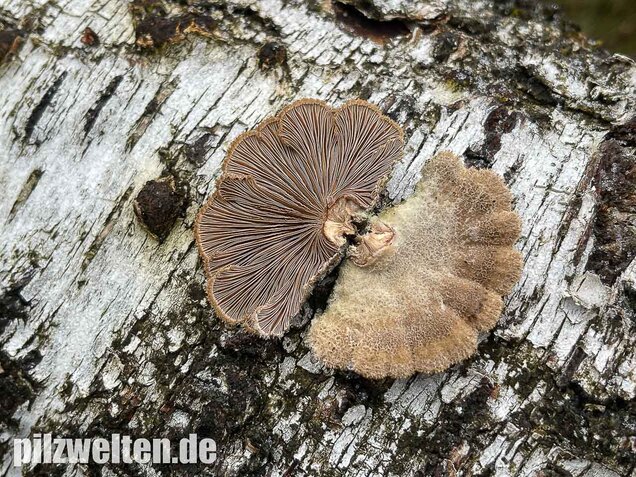 Gemeiner Spaltblättling, Schizophyllum commune