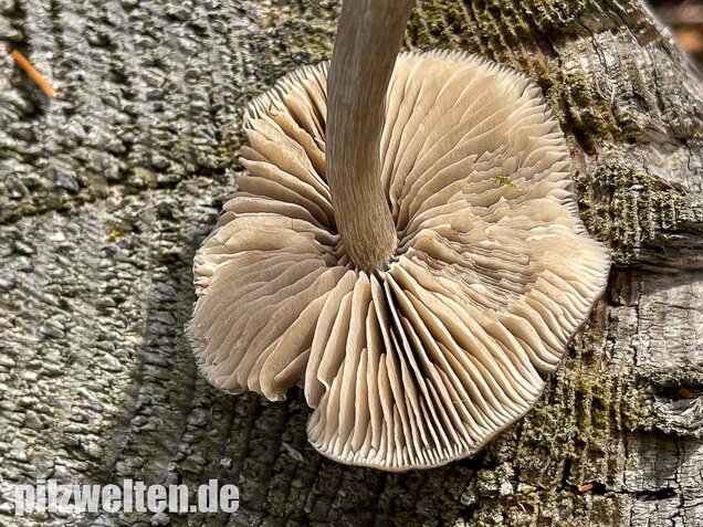 Geradrandiger Rötling, Entocybe turbida