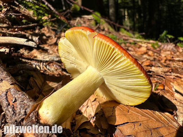 Goldtäubling, Russula aurea