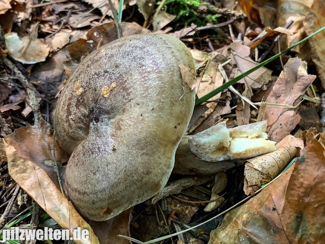 Graugrüner Milchling, Lactarius blennius