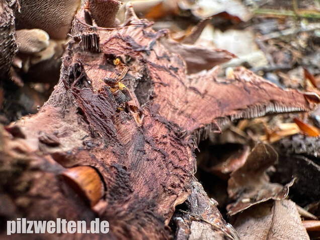 Grubiger Korkstacheling, Hydnellum scrobiculatum
