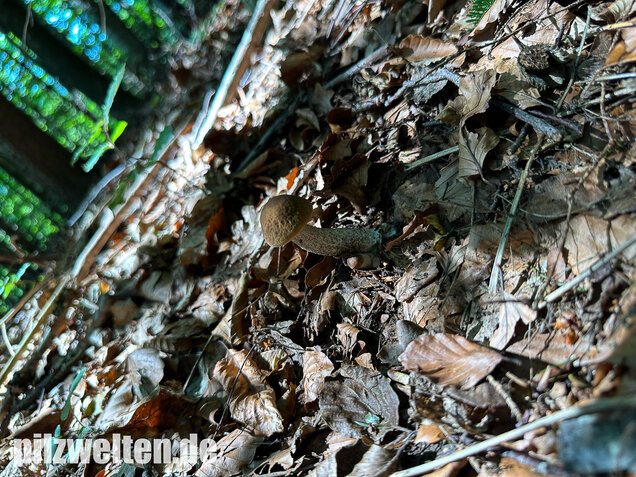 Hainbuchenraufuß, Leccinellum pseudoscabrum