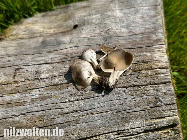 Kleine Becherlorchel, Dissingia confusa