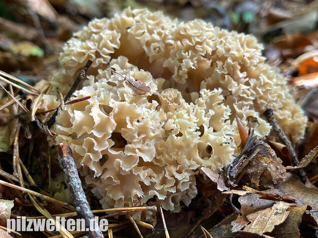 Krause Glucke, Sparassis crispa