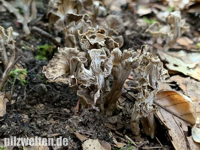 Krause Kraterelle, Craterellus undulatus