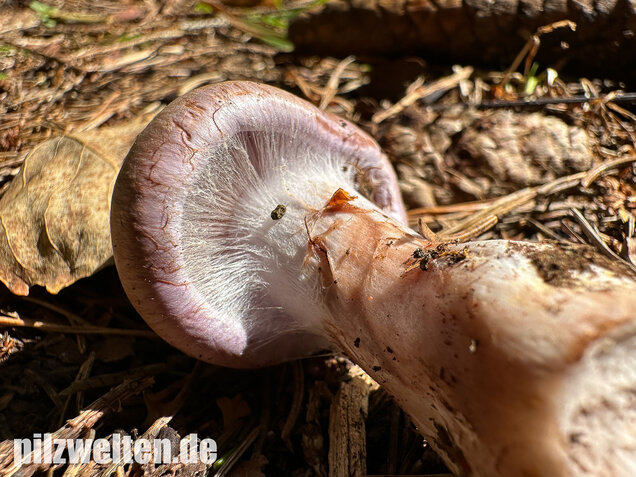 Verfärbender Schleimkopf, Cortinarius largus