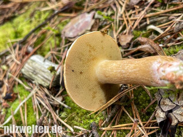 Kuhröhrling, Suillus bovinus