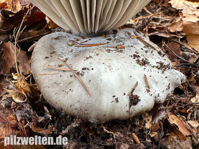 Märzschneckling, Märzellerling, Hygrophorus marzuolus