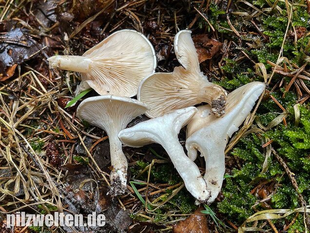 Mehlräsling, Clitopilus prunulus