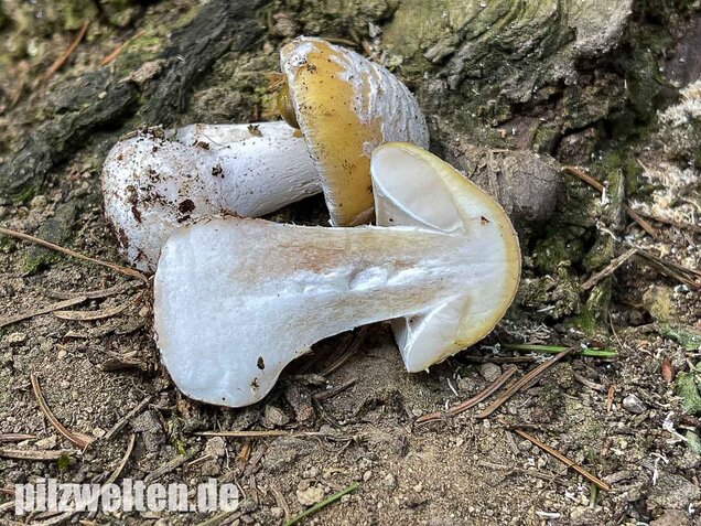 Narzissengelber Knollenblätterpilz, Amanita gemmata
