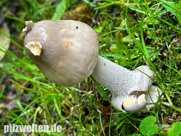 Ockergrauer Scheidenstreifling, Ockergrauer Riesenstreifling, Amanita lividopallescens