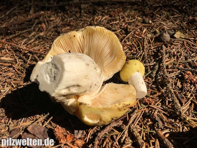 Violettstieliger Pfirsichtäubling, Russula violeipes
